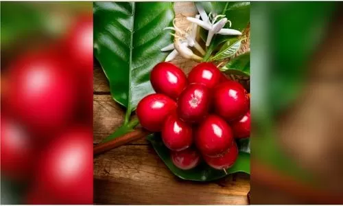 Costa Rican Honey Process GEISHA